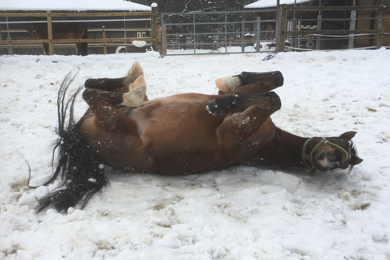 galan_winter_2019_verkleinert