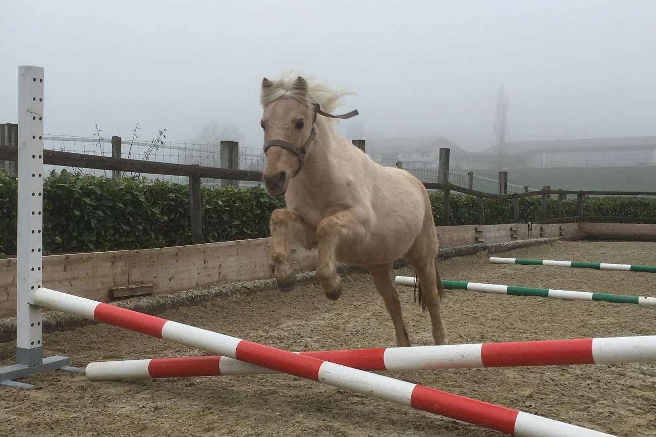 winnie_freispringen_verkleinert