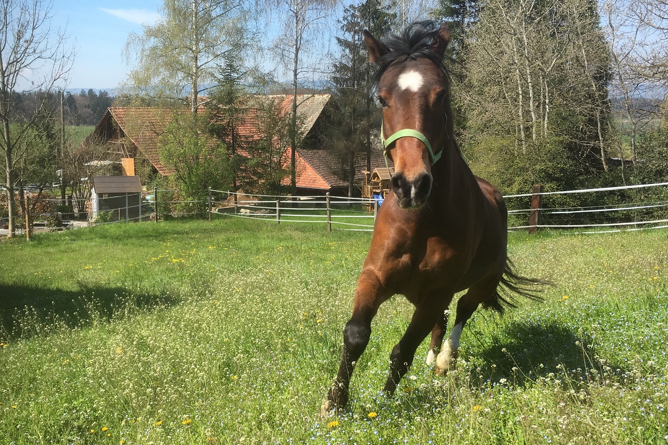 galan_weide_2019_verkleinert