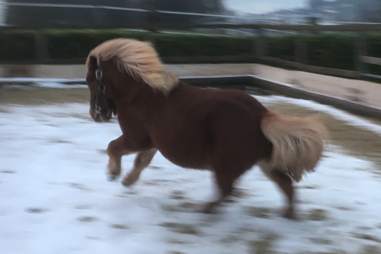 piccolo_wintergalopp_verkleinert